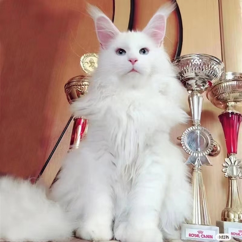 猫舍直销,批发价出售,缅因猫